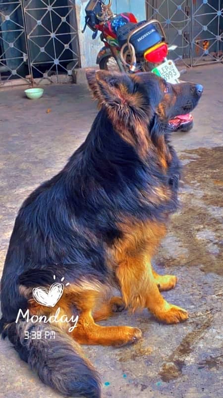 German shepherd male for meting 4