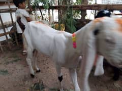 Gulabi Goat