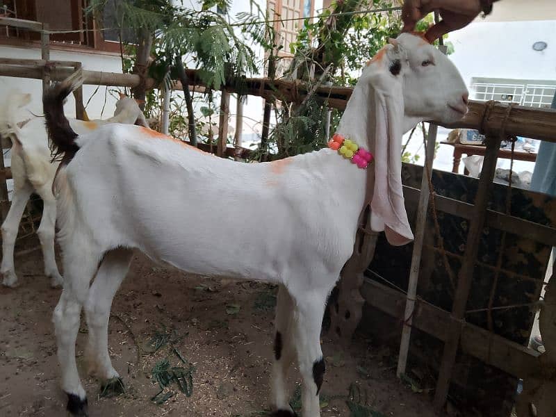 Gulabi Goat 1