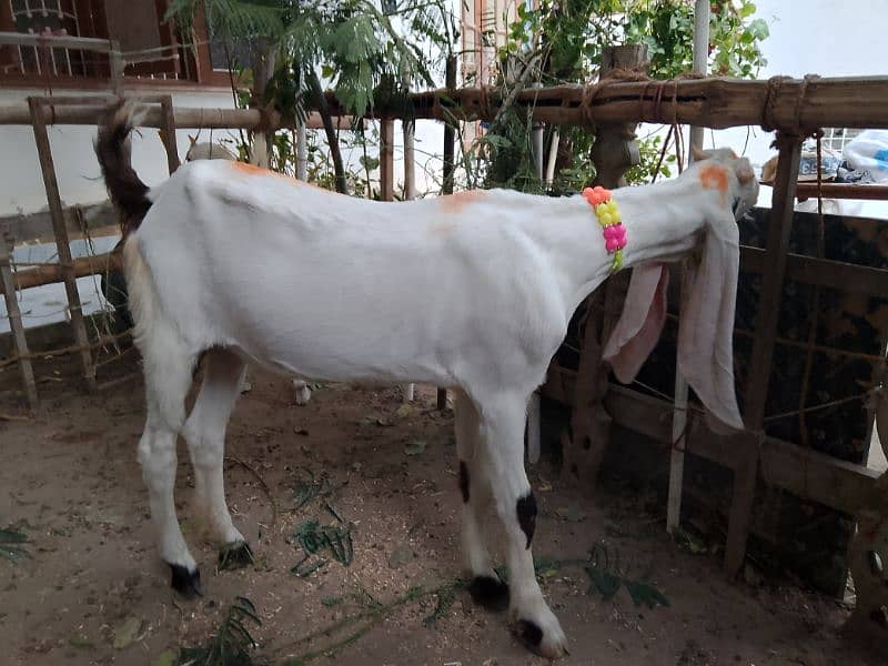 Gulabi Goat 2