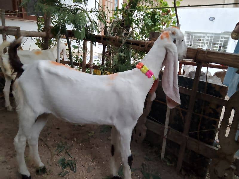 Gulabi Goat 3