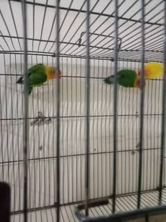 love birds for sale