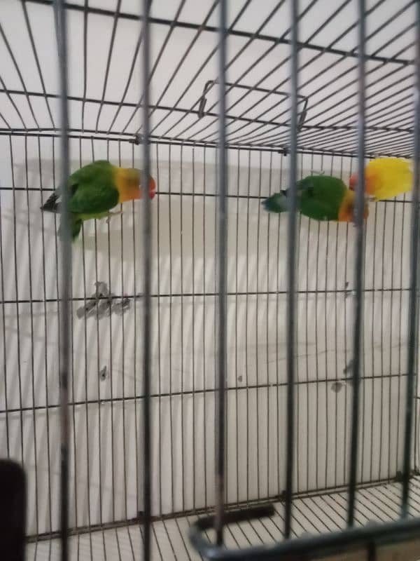 love birds for sale 0