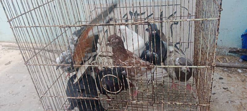 kabotar for sale 3