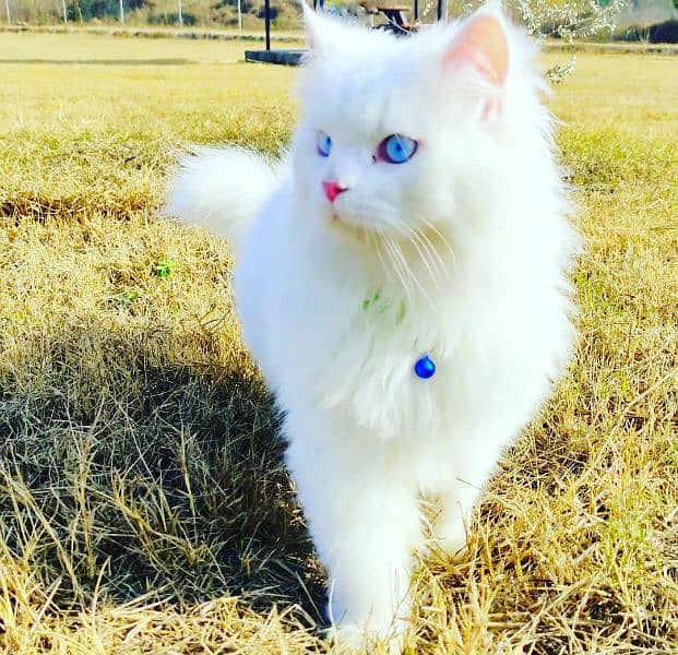 Persian Triple coated Male cat 0