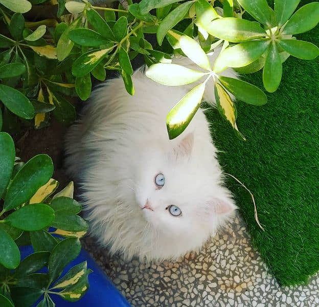 Persian Triple coated Male cat 1