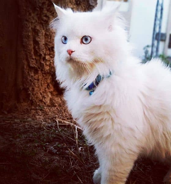 Persian Triple coated Male cat 2