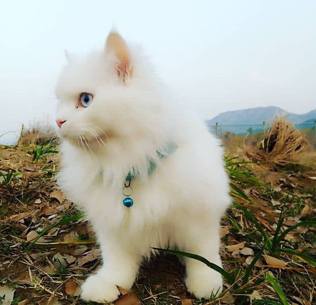 Persian Triple coated Male cat 3