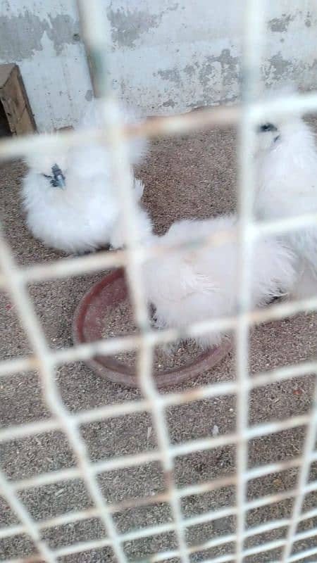 Light sucex/Motled bantam/Silkie k fertile eggs 0