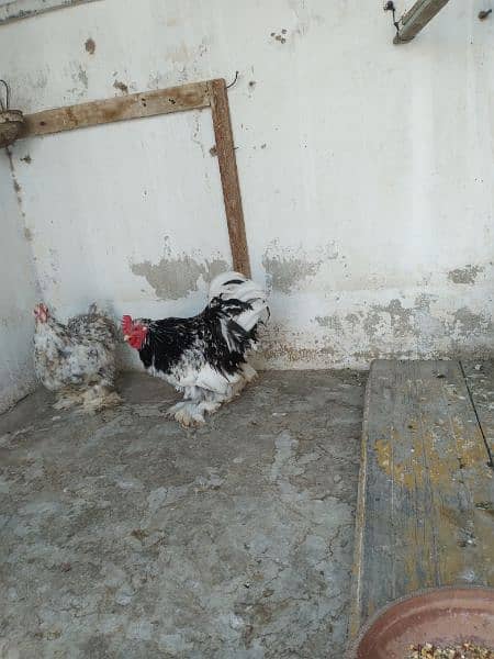 Light sucex/Motled bantam/Silkie k fertile eggs 3