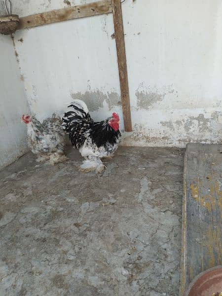 Light sucex/Motled bantam/Silkie k fertile eggs 4