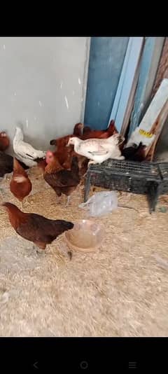 Golden Misri Starter Hen