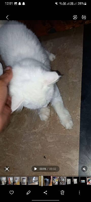 Persian Kitten for sale 1