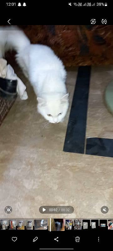 Persian Kitten for sale 2