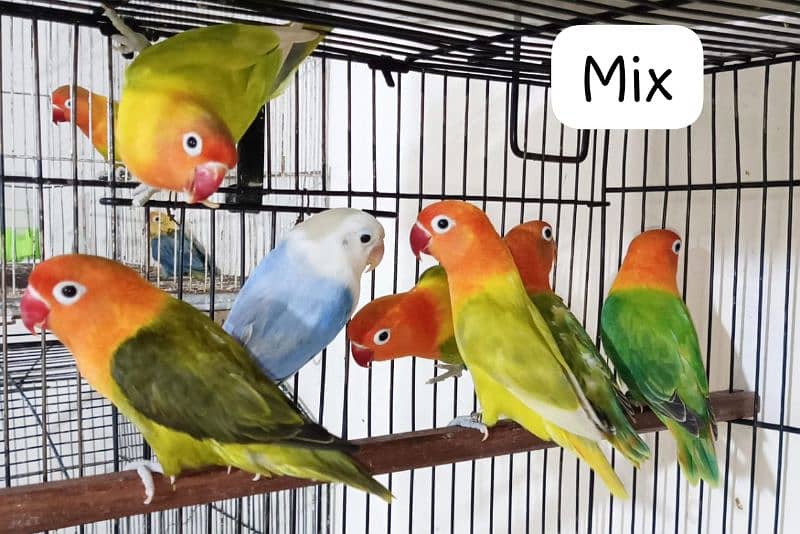 Mix Lovebirds 3