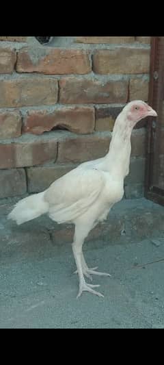 quality paper white heera female