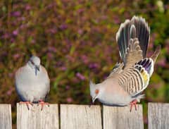 Crested Doves Confirm Breeder Pairs