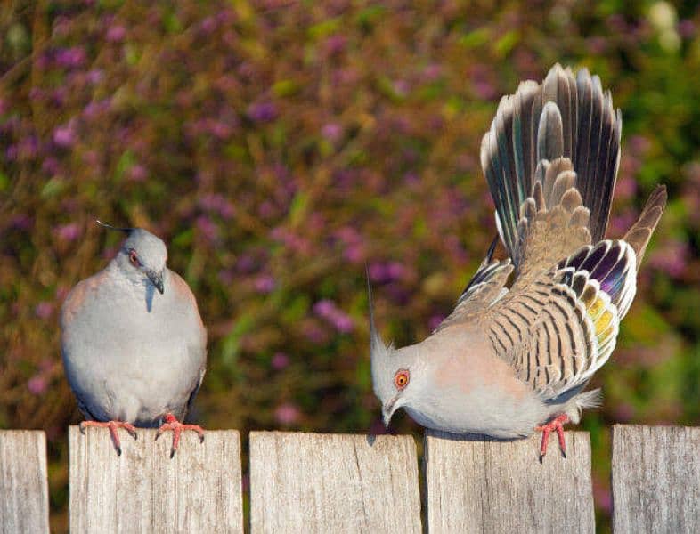 Crested Doves Confirm Breeder Pairs 0