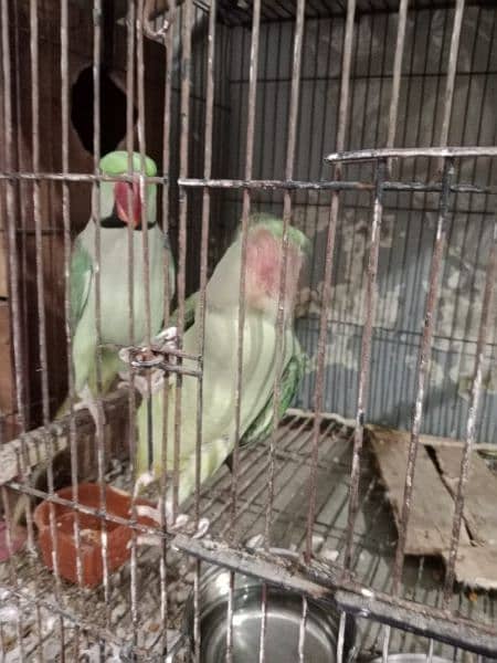 Kashmiri Raw Pair For Sale 5