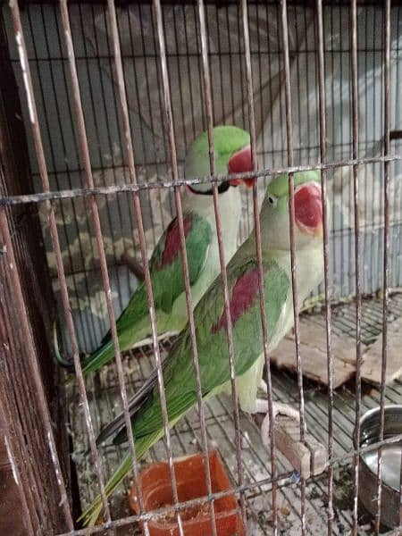 Kashmiri Raw Pair For Sale 9