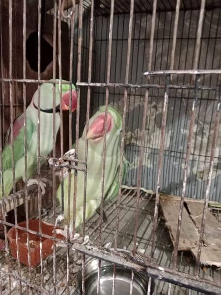 Kashmiri Raw Pair For Sale 15