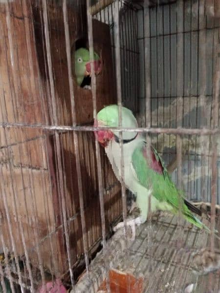 Kashmiri Raw Pair For Sale 16