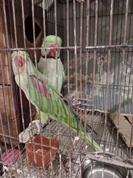 Kashmiri Raw Pair For Sale 19