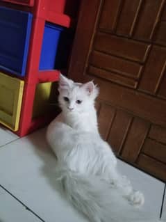 Persian kitten 5 months old