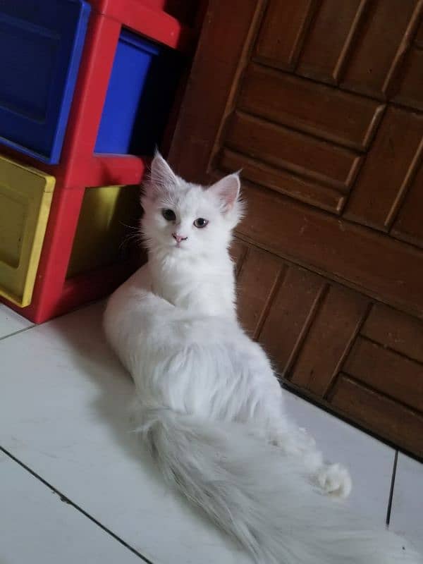 Persian kitten 5 months old 1