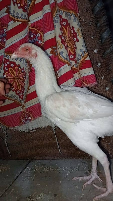 quality Heera aseel female for sale 2