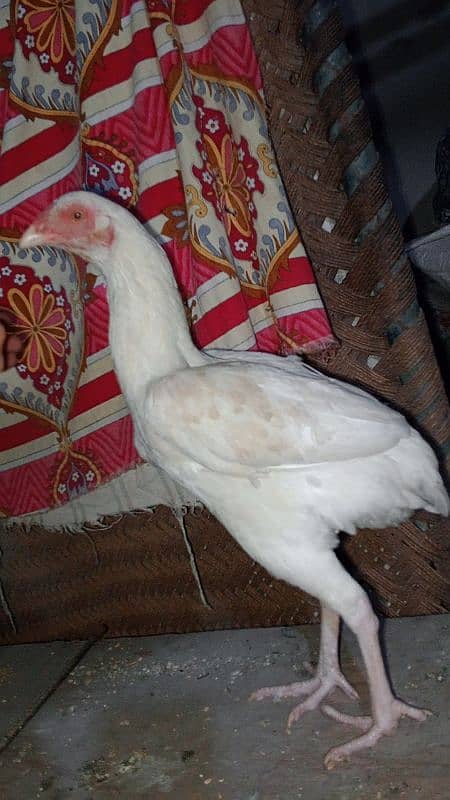 quality Heera aseel female for sale 3