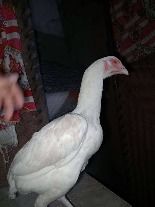 quality Heera aseel female for sale 4