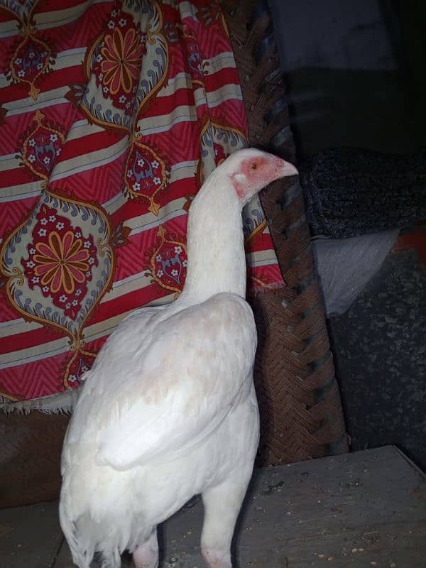 quality Heera aseel female for sale 5