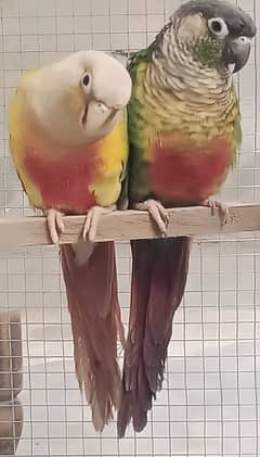 pineapple and green cheek conure