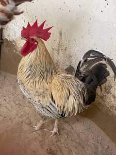 golden misri rooster for sale 0