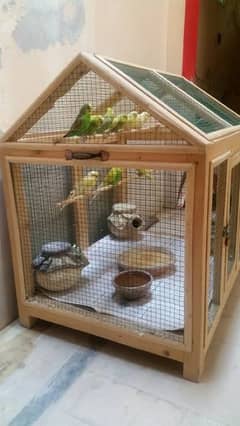 budgies breeder pairs