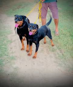 rottwailer pair for sale urgent