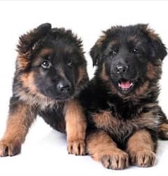 German shepherd double coated