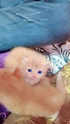 persian kittens pair