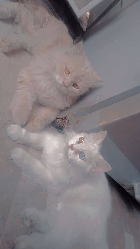 Persian cats urgent sell 0