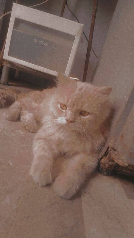 Persian cats urgent sell 1