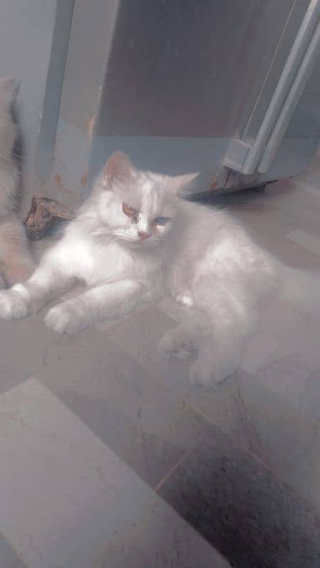 Persian cats urgent sell 2