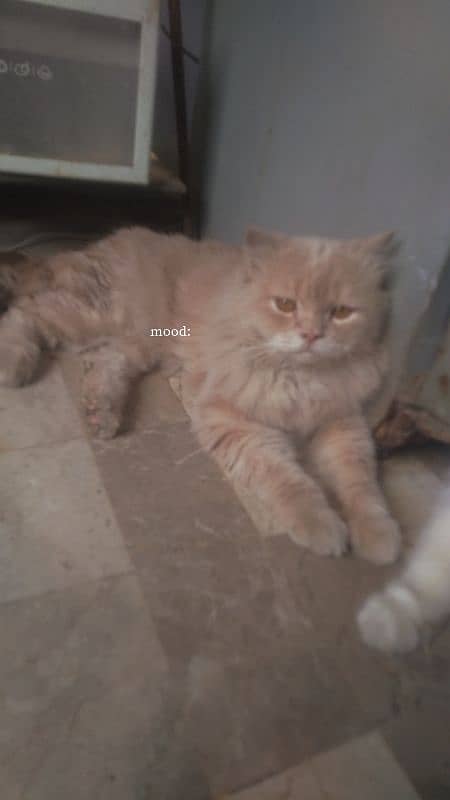 Persian cats urgent sell 3