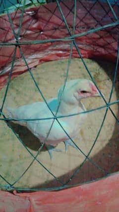 pure White Heera aseel mianwali for sale age 12 month