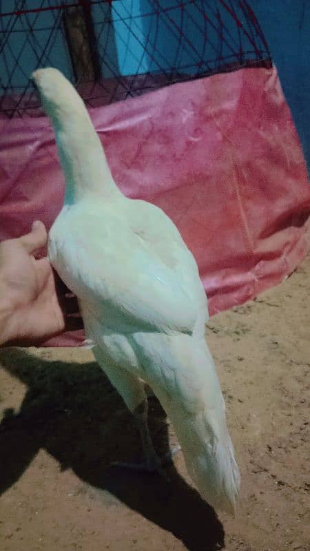 pure White Heera aseel mianwali for sale age 12 month 1