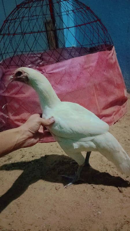 pure White Heera aseel mianwali for sale age 12 month 3