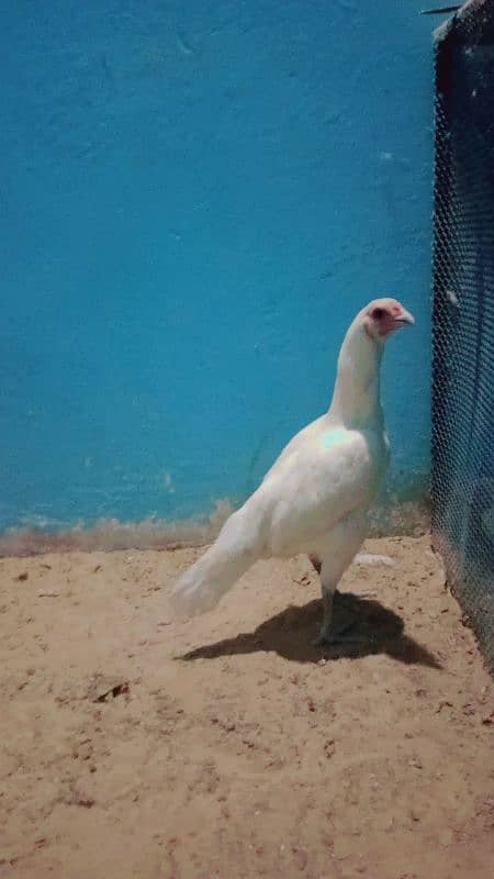 pure White Heera aseel mianwali for sale age 12 month 4