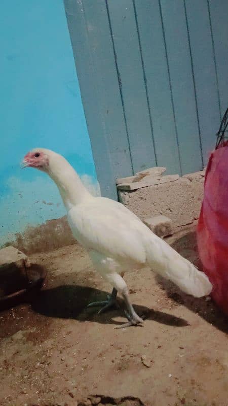 pure White Heera aseel mianwali for sale age 12 month 6