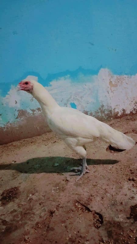 pure White Heera aseel mianwali for sale age 12 month 7