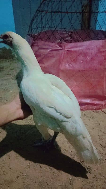 pure White Heera aseel mianwali for sale age 12 month 8